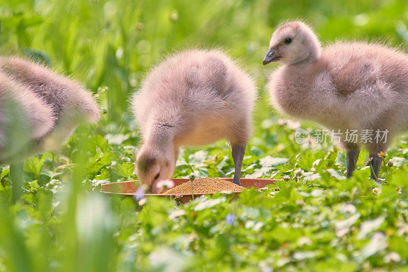 青白Branta leucopsis的春季后代